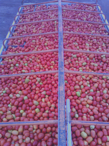 Jitomates Selectos CESAR Logo