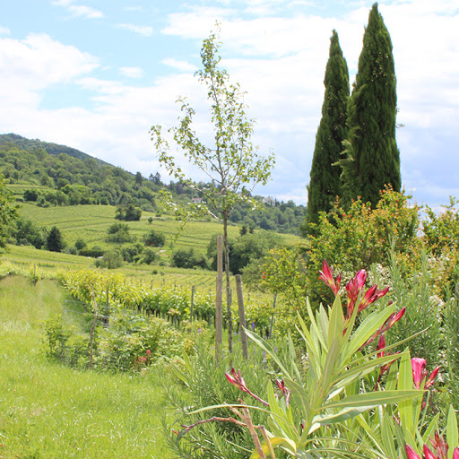 weinblick - Visual