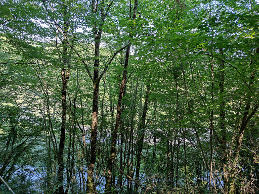 Le Lac aux Branches - Thumbnail