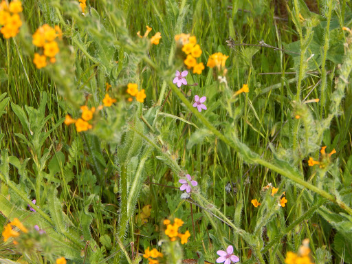 Lilac Lane Trail head - Thumbnail