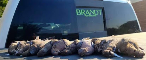 Brandt Performance - Visual