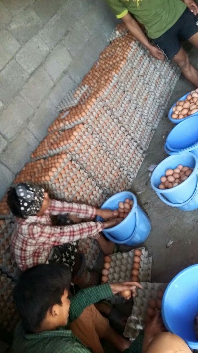 Photos of Ujjwal poultry farm