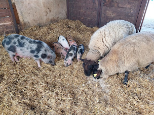 Photo n°7 de Ferme du Marais de Mazerolles à Saint-Mars-du-Désert (Gîte)