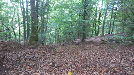 Waldblick - Visual