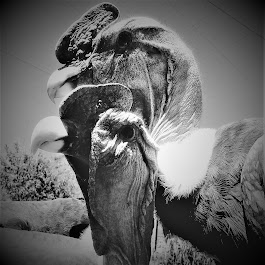 Cochahuasi Animal Sanctuary