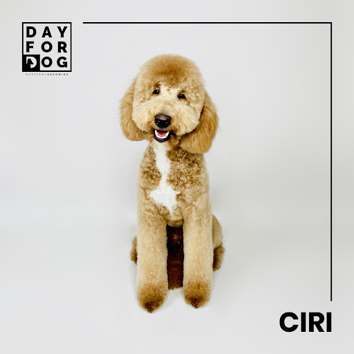 Day For Dog Grooming Wola