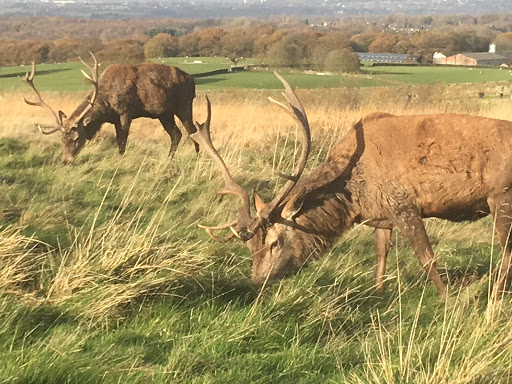 Lyme Park - Thumbnail