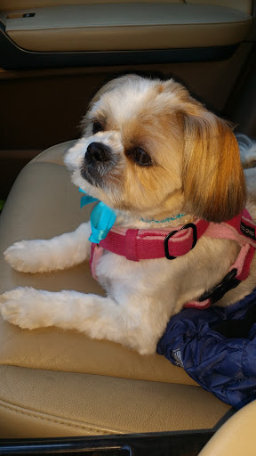Mami Dog Grooming - Thumbnail