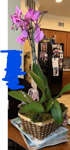 Facet Flowers - Visual