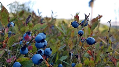 Goshen Blueberry Management Area