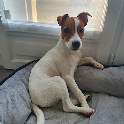 Photo n°1 de TIF. PETS FOREVER à Saint-Rémy-lès-Chevreuse (Garde d'animaux de compagnie)