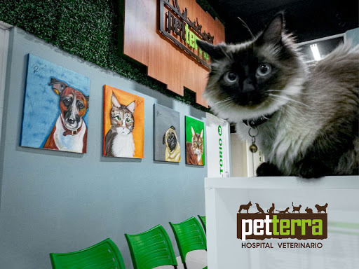 Petterra | Hospital Veterinario