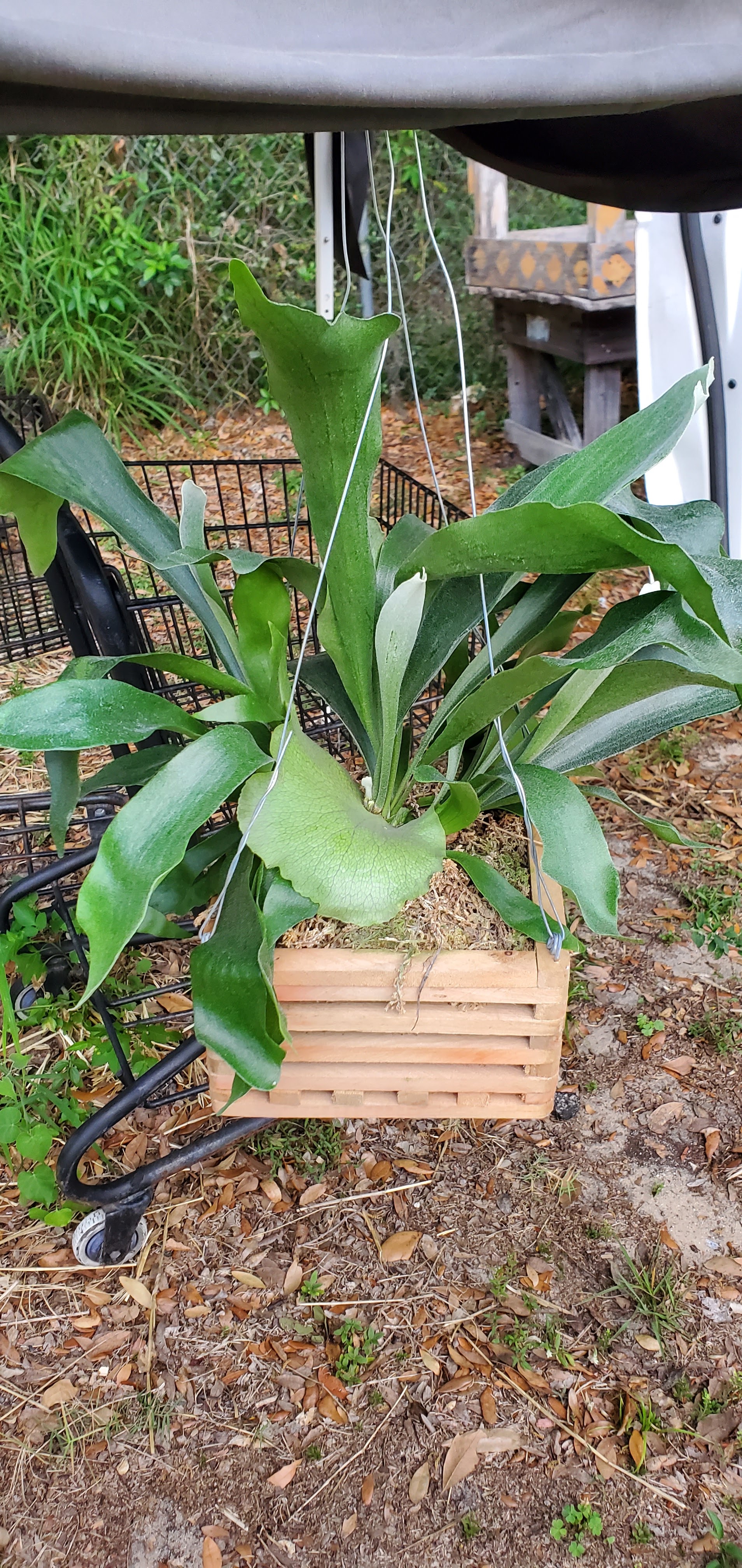 Central Florida Ferns & Foliage