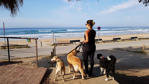 Hotel para perros Guardería perros Tarragona. Gemma dogbuddy