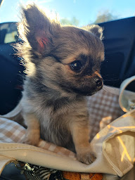 Photo n°5 de Élevage de la Vallée des Aussies à Lignol (Éleveur de chiens)