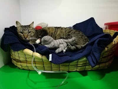 Photos of Solo Gatos