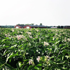Chief Wabasis Potato Growers 7058 Wyman Rd, Edmore, MI 48829