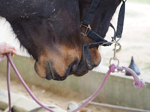 Photo n°12 de Les Ecuries de Messey à Messey-sur-Grosne (Centre équestre)