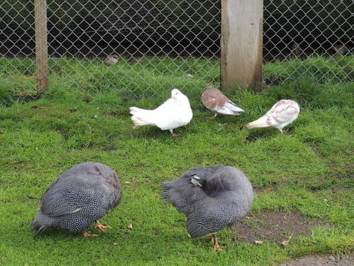Virginia Lake Aviary - Thumbnail