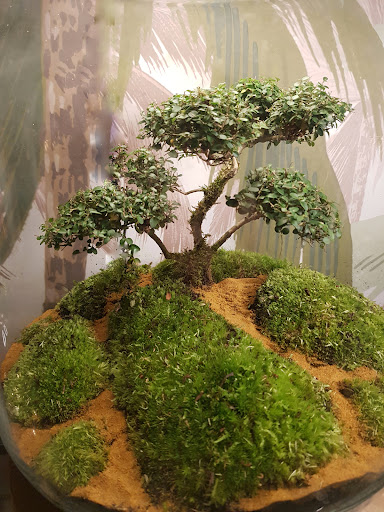 Photo de VERRE PRAIRIE TERRARIUMS VEGETAUX LUMINEUX