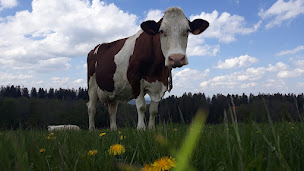Photo n°16 de Gaec Bobillier-Monnot à Gilley (Agriculteur)