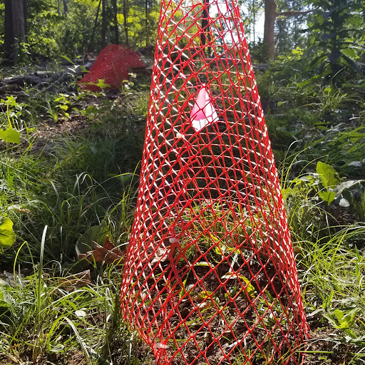 Mohegan State Forest - Thumbnail