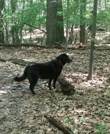 Jefferson Dog Park - Thumbnail