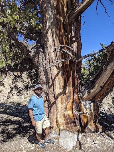 Ancient Bristlecone Pine Forest Visitor Center