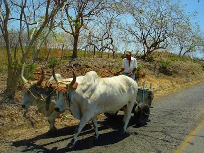 Photos of Camino Travel
