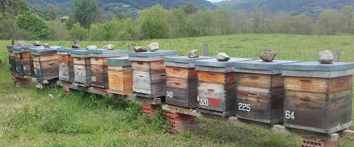 Photo de Le Rucher à Rieux-de-Pelleport (09120)