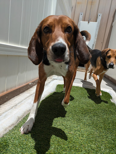 Citrus Pawville - Pet Boarding, Grooming, Daycare - Thumbnail