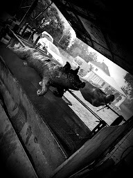 Photo n°28 de Cochon a la francaise à Chaumes-en-Retz (Magasin vendant du poulet)