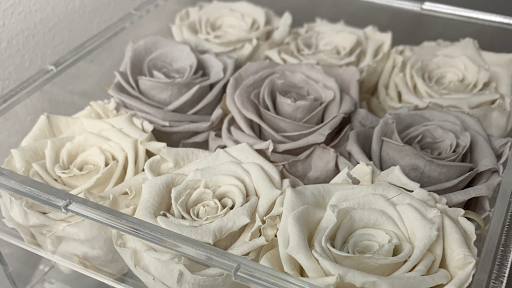 Diamond Rose - Visual