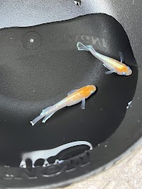 めだかの無人販売