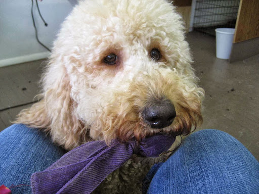 French Quarters Pet Grooming