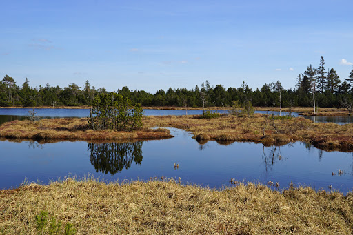 Wildseemoor
