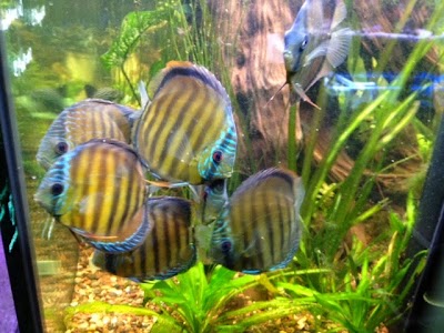 Photos of Inland Aquatics