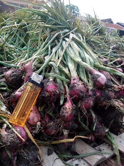 Photos of Bawang Merah Kapas