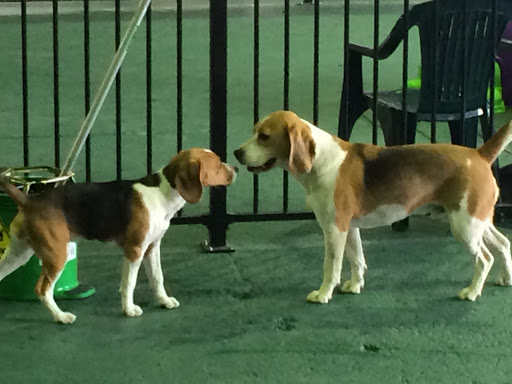 K9Kids Doggy Day Care - Thumbnail