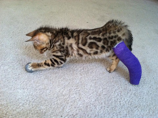 Blanchard Valley Veterinary Clinic - Thumbnail