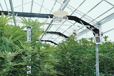 Photo of Cannabis Cured Medical Weed Dispensary Fairfield
