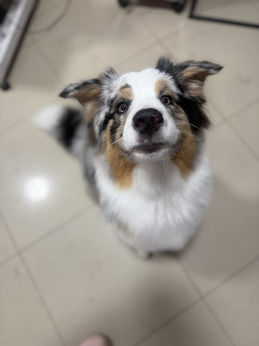 "Czyste Psisko" salon groomerski