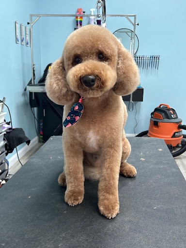Paw Cutz (Aquia Grooming) Gallery - United States