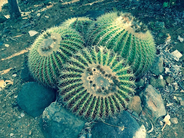 Koko Crater Botanical Garden