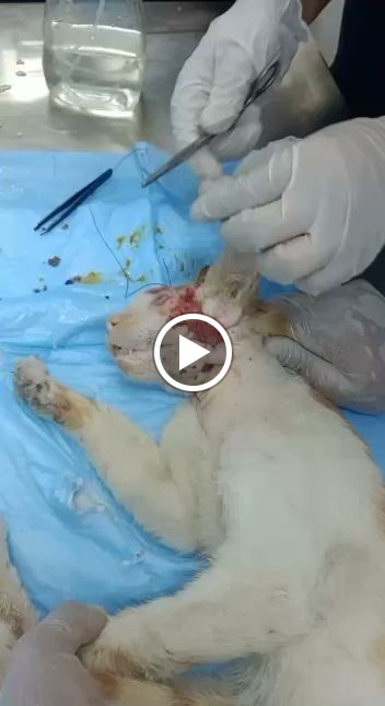 صيدلية الزياد البيطرية - صورة 2