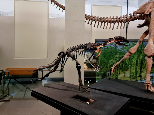 Auckland Museum - Thumbnail