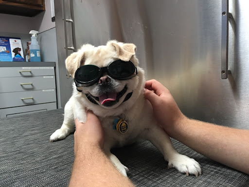 Petlovers Animal Hospital - Thumbnail