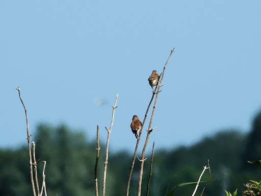 Natuurontwikkelingsgebied Koudenhoek - Thumbnail