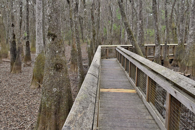Visit Leon Sinks Geological Area On Your Trip To Tallahassee