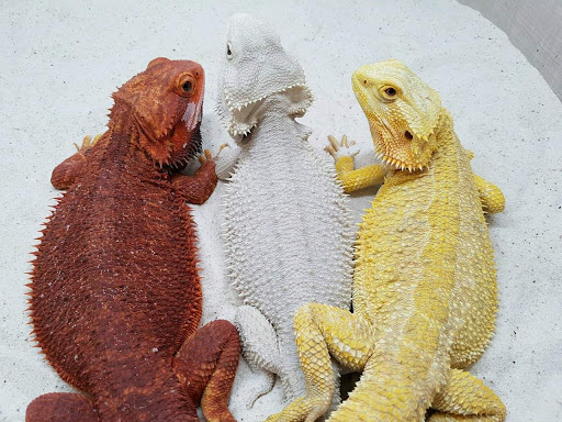 ReptileStore - Thumbnail